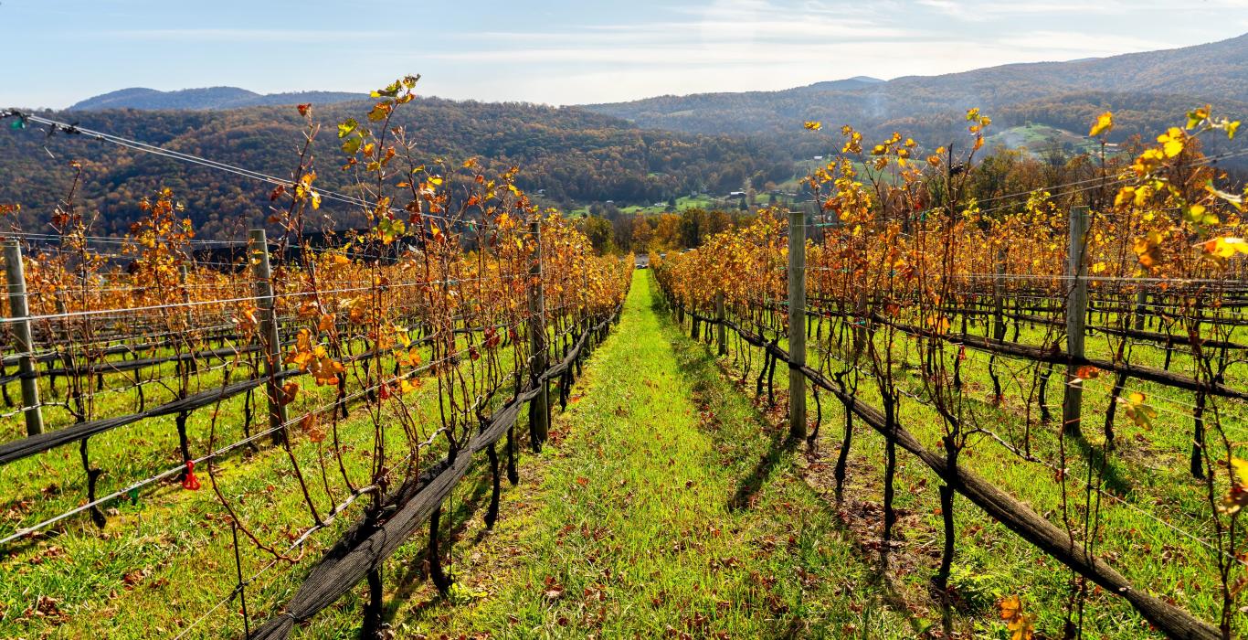 Nearby vineyards store