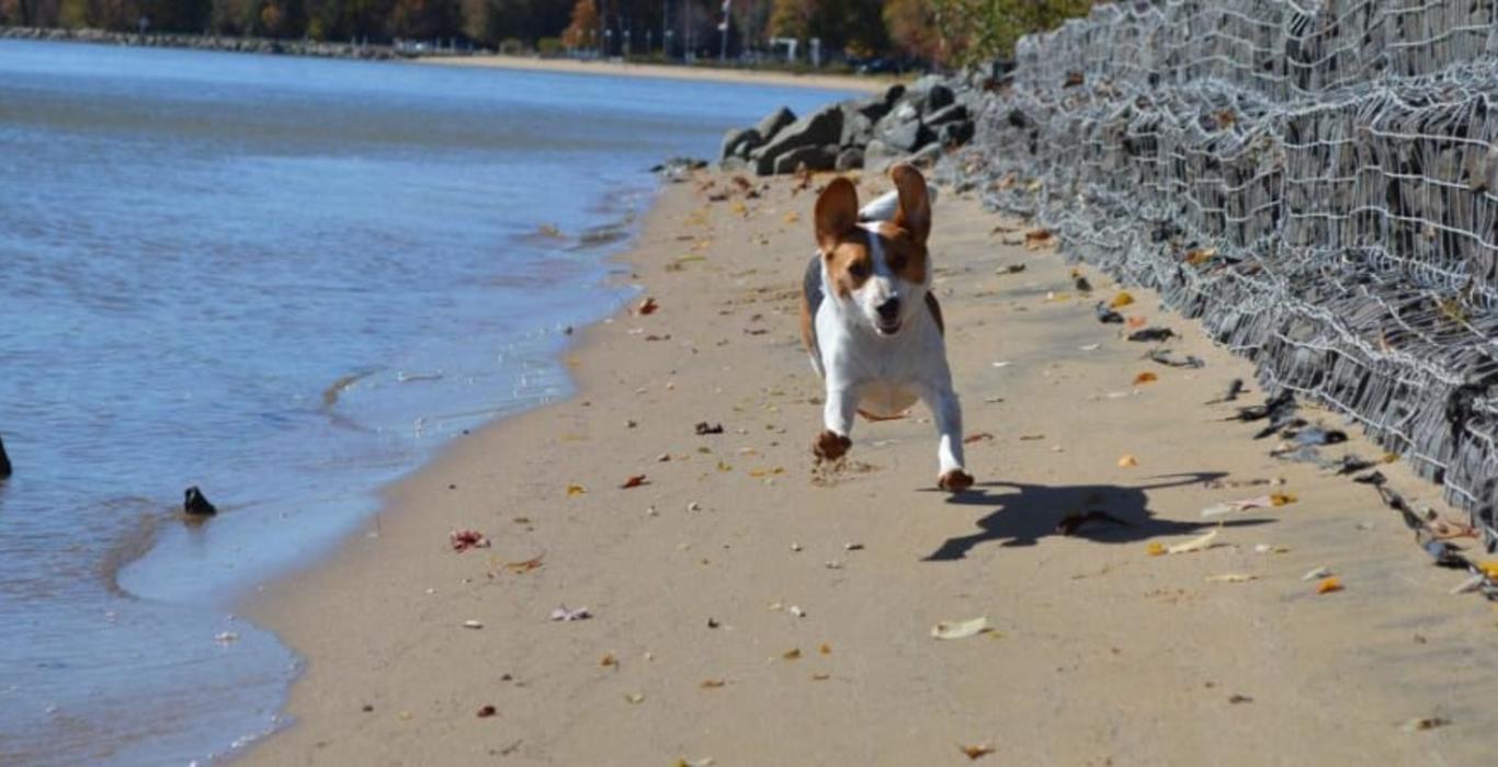 Dog Friendly Spots In Prince William