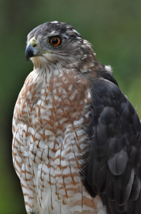 Cooper's Hawk bird