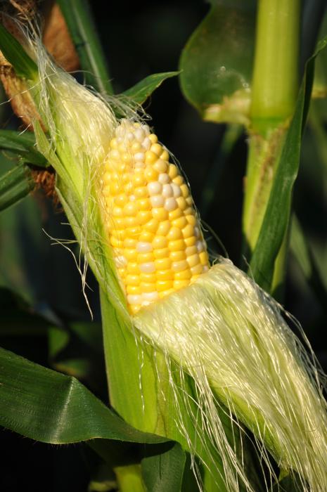 An ear of corn with the husk pulled down growing among a corn stalk at a farm on Long Island.