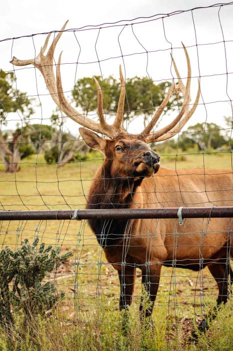 A bull elk at Wildlife West Nature Park in Edgewood, New Mexico
