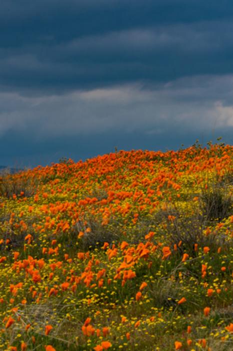 Poppy Reserve