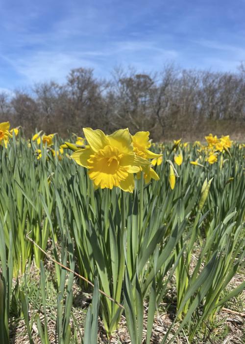 single daffodil