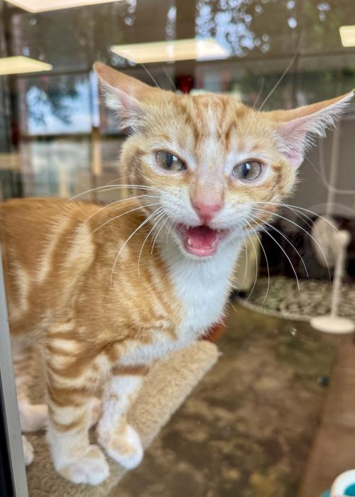Orange-and-white tabby cat looks through the window at Cattyshack at Lowe Mill ARTS & Entertainment in Huntsville.