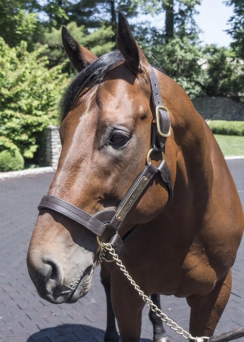 American-Pharoah-Selfie-sm