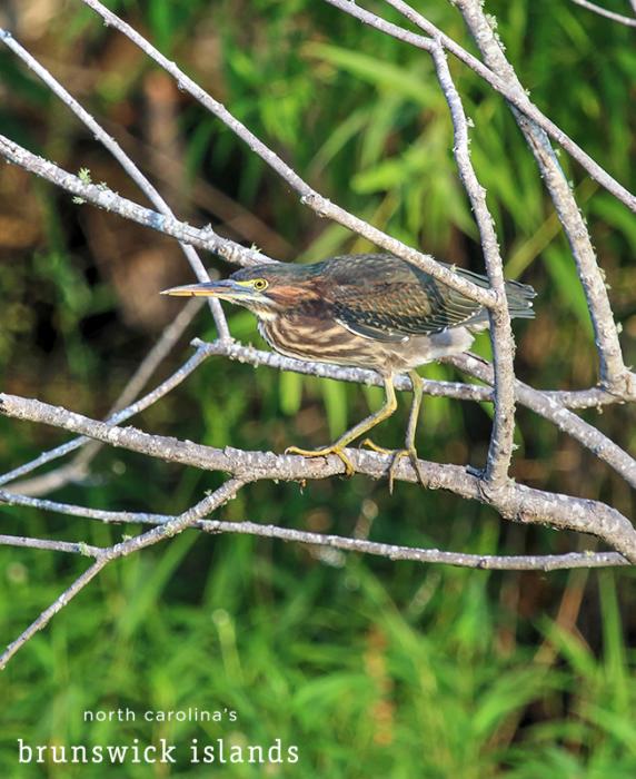 green heron bird sitting on a tree branch