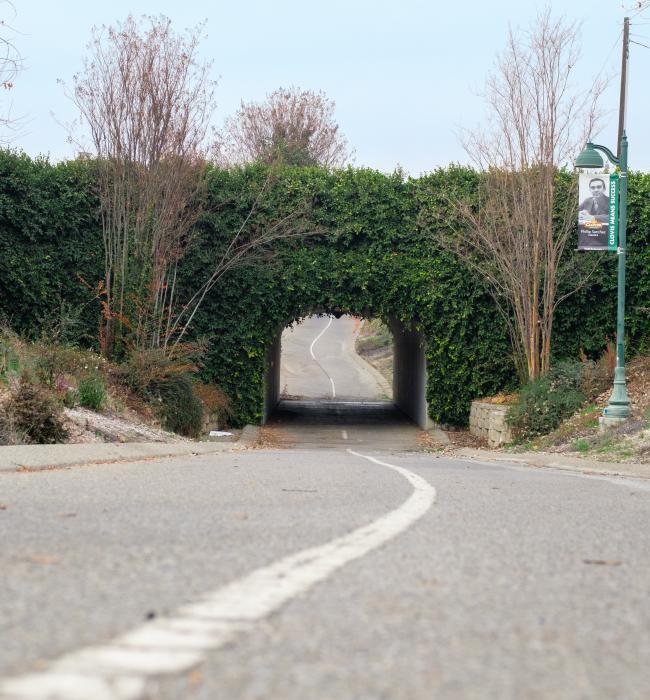 bike trail tunnel covered with trees