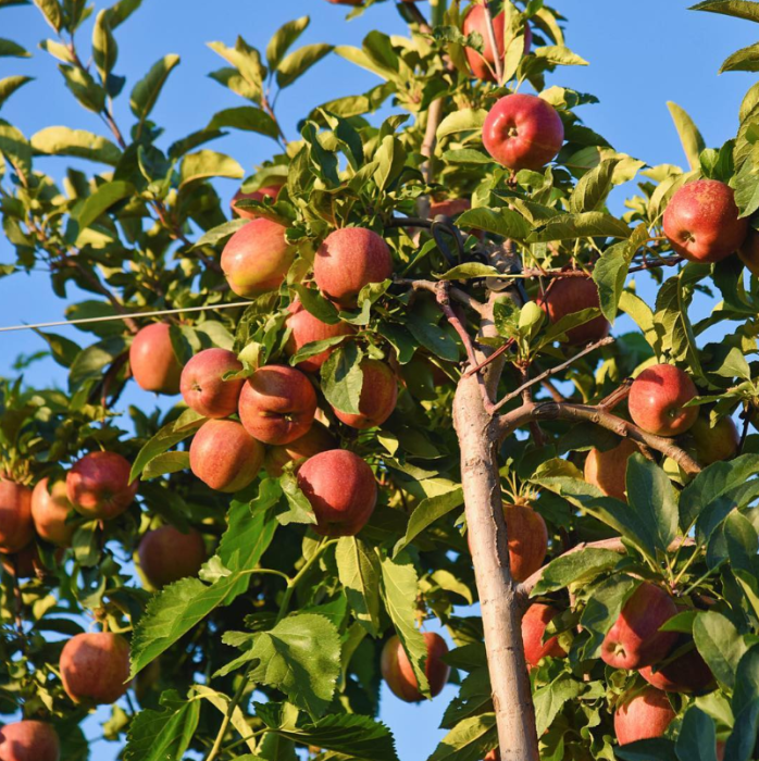 A tree brimming with red apples at an apple farm on Long Island.