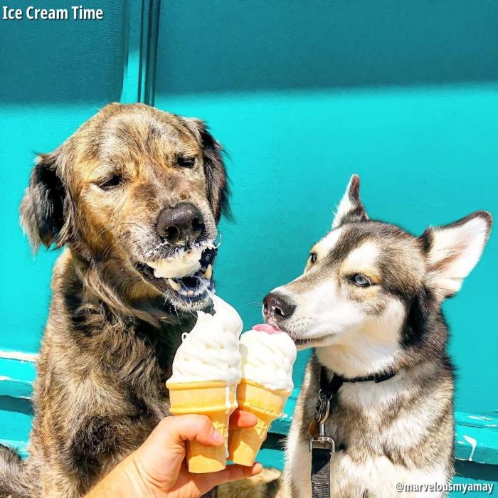 Two dogs eating cones at Ice Cream Time