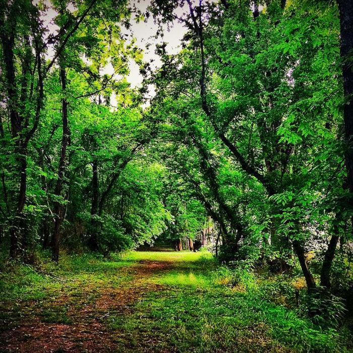 trail through a canopy of trees