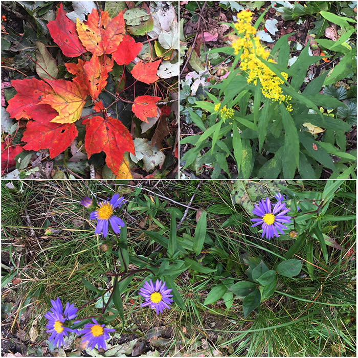 Whiteside_leaves_and_flowers_1_9fb06910-fb4d-4c68-a1a2-5dbdfe571500