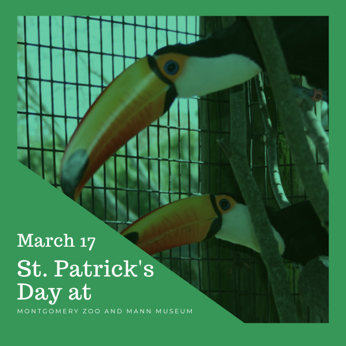 St Patrick's at the Zoo