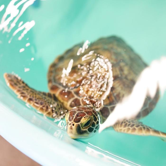 NEST seaturtle roanoke island aquarium