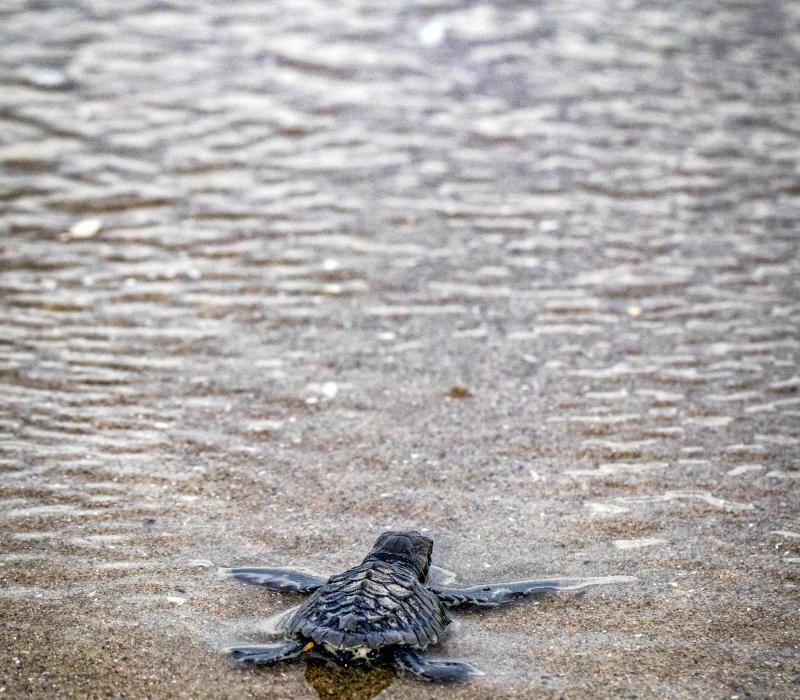 Turtle-hatchling
