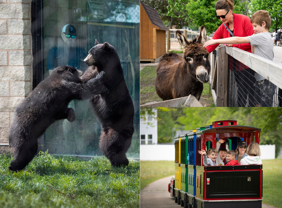 Menominee Park Zoo in Oshkosh, Wisconsin features over 50 animals, a train ride through the park, and much more.