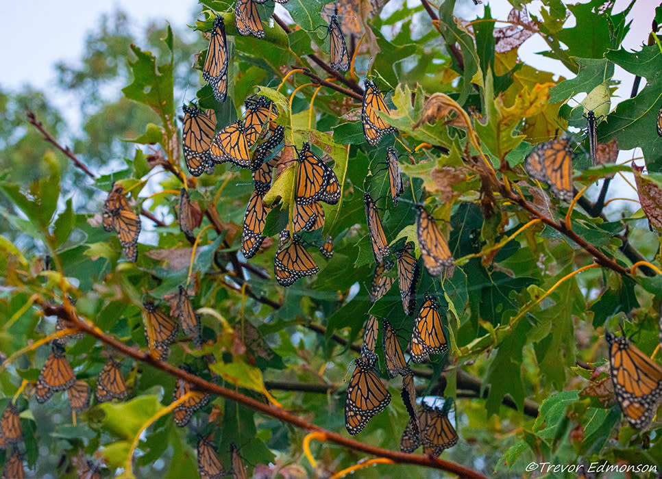 Monarchs Roosting at Kankakee Sands - Trevor Edmonson