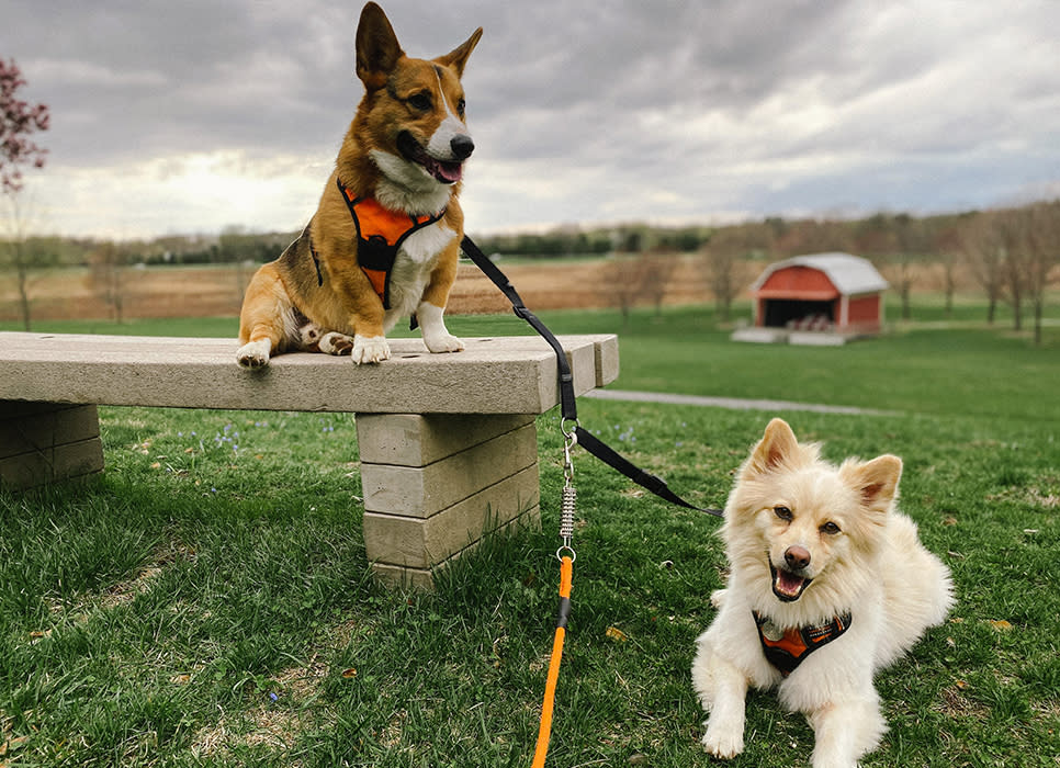 Conan and Bentley taking a break at Sunset Hill