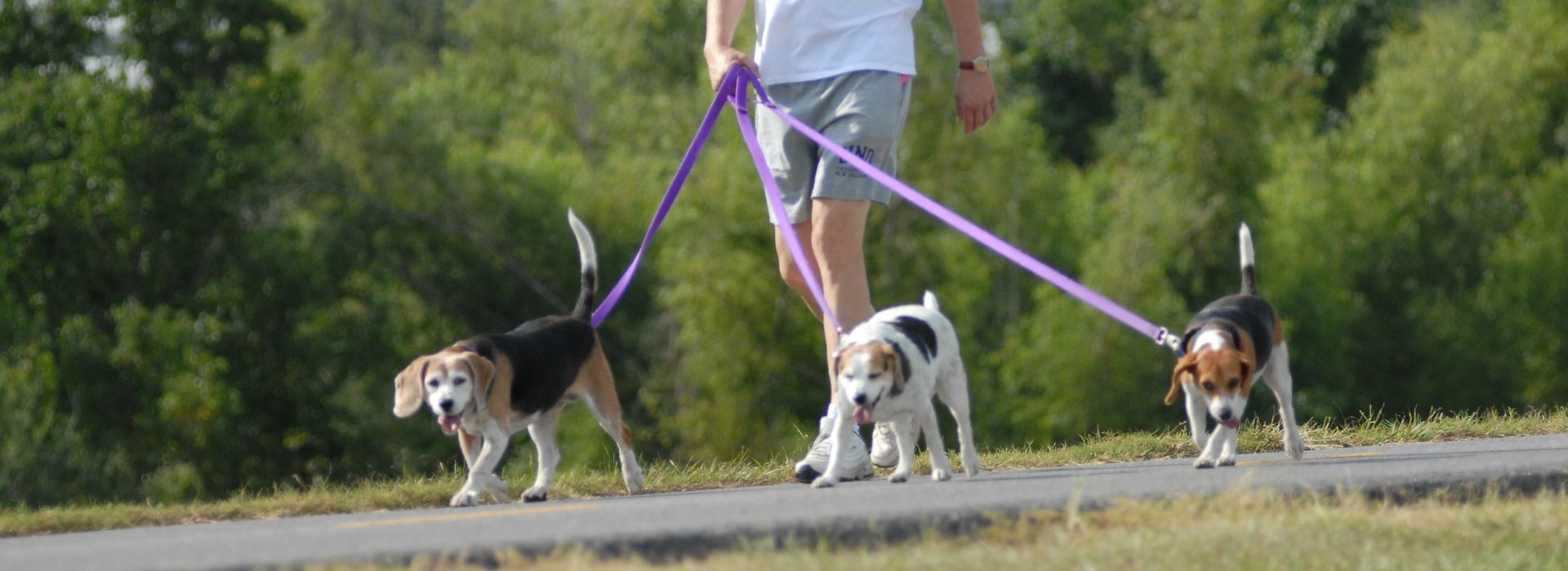 Pet Friendly Accommodations Lodging In Jefferson Parish
