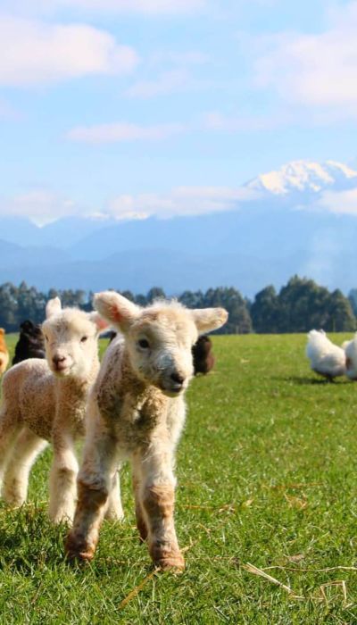 Lambs at Dusky Ridges, Fiordland