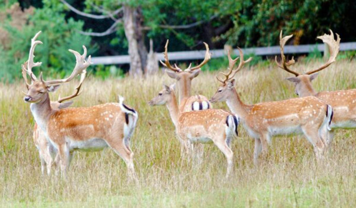 Bolderwood Deer Watch Trail