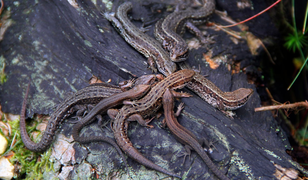 Reptile Centre Discovery Trail