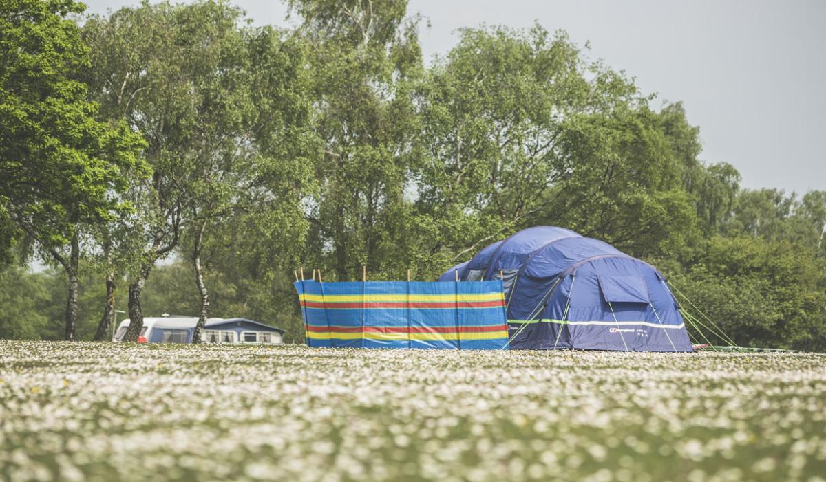 Camping New Forest - August Blog 2023