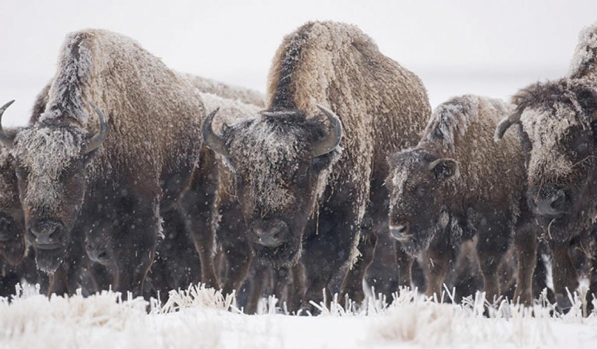 A herd of Bison brave the winter cold at Kankakee Sands restoration area.