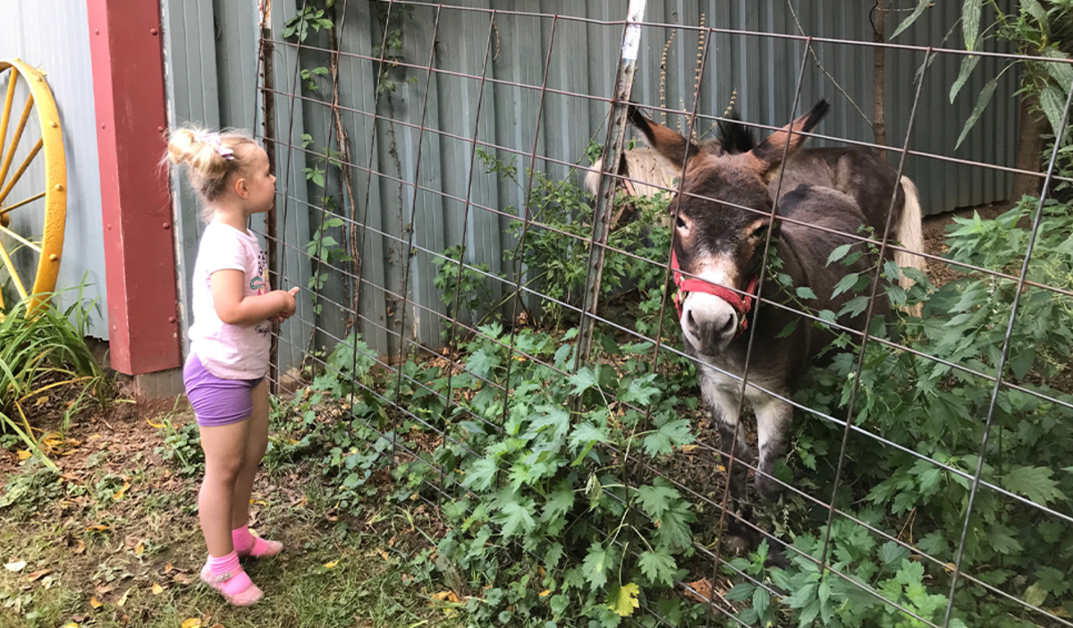 Talking to the animals at Art Barn's Art Blitz 2021