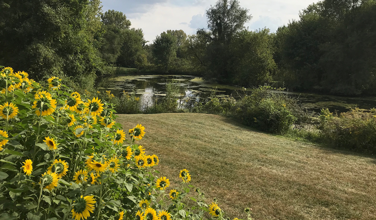 Pond and sunflowers at Art Barn