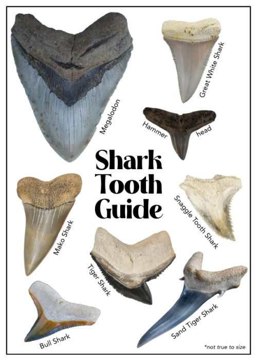 shark tooth guide that displays multiple shark teeth and shark species