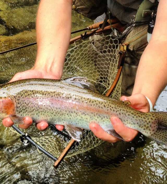 Fishing Hunting In Lake Lure Fly Fishing Guides Rentals