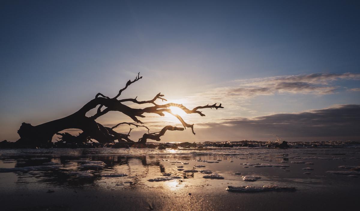 The sun rises above the ocean along the shores of Driftwood Beach on Jekyll Island, GA