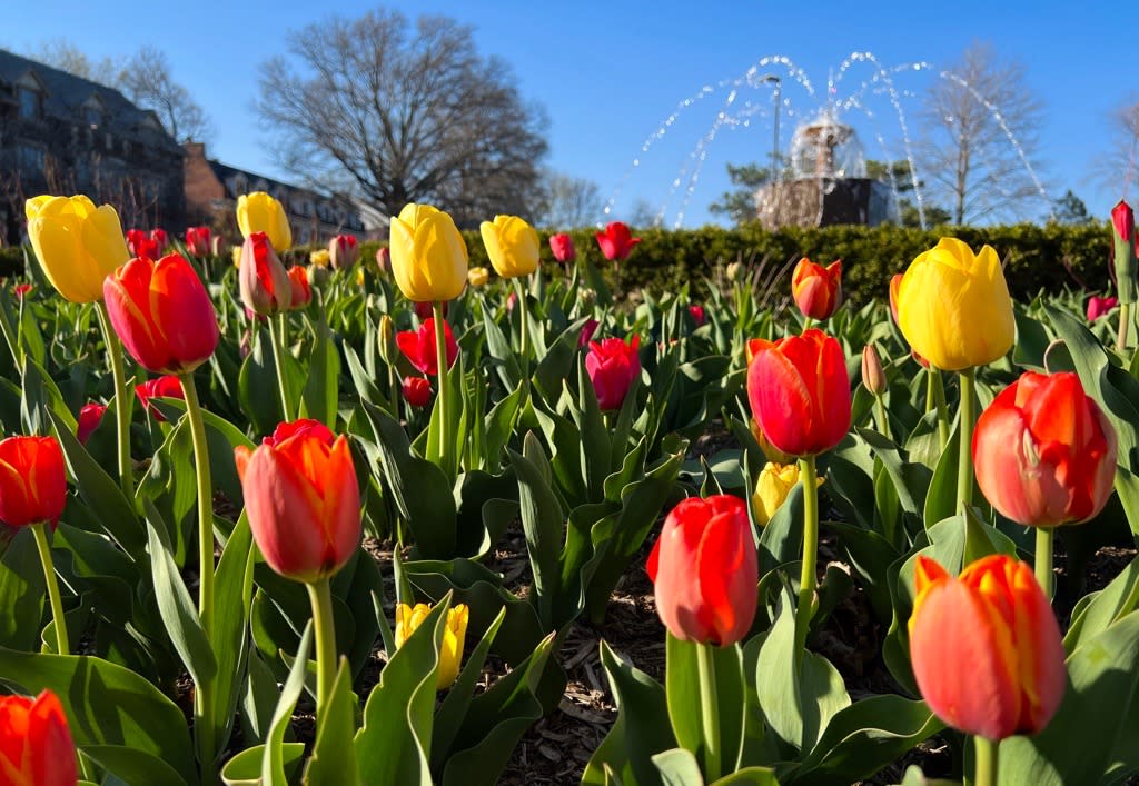Spring Tulips at Omega Chi Fountain KU Campus