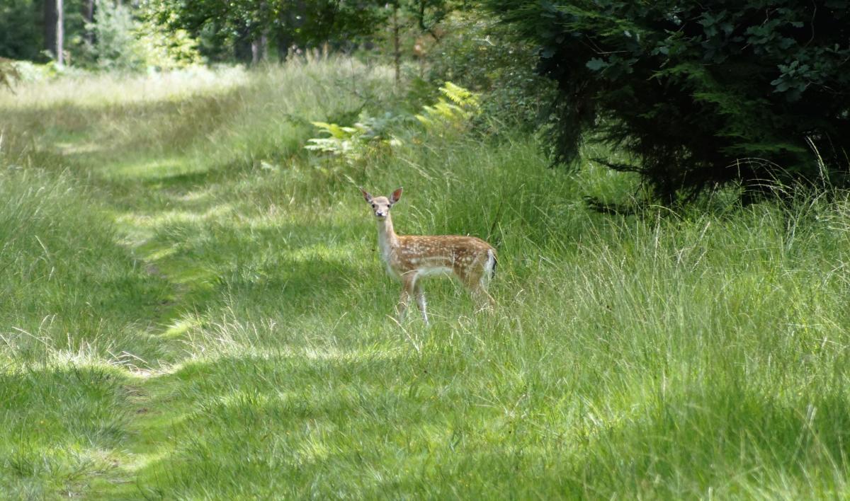 Fallow Deer in the New Forest