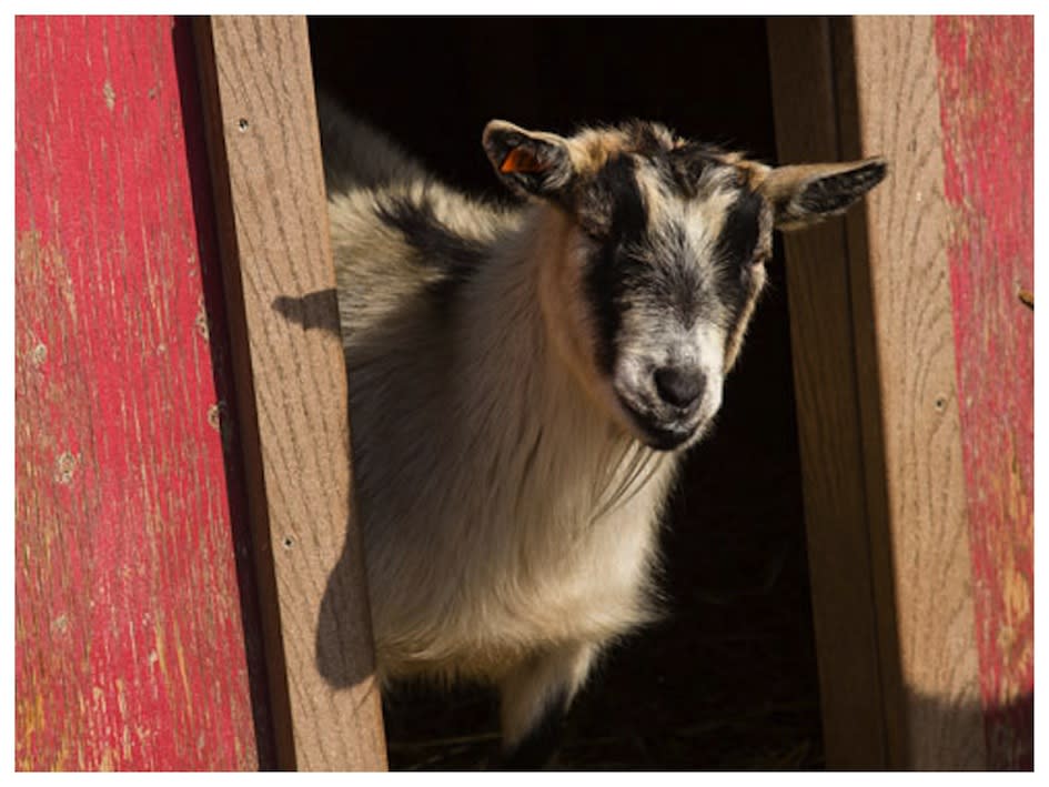 Goat