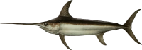 Swordfish