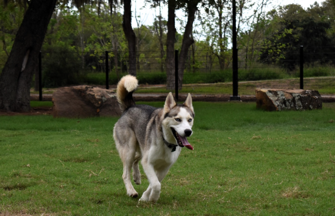 Hermann Park - Dog park