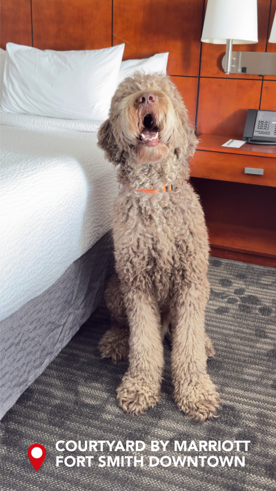 A fluffy, happy dog sits in a hotel room.