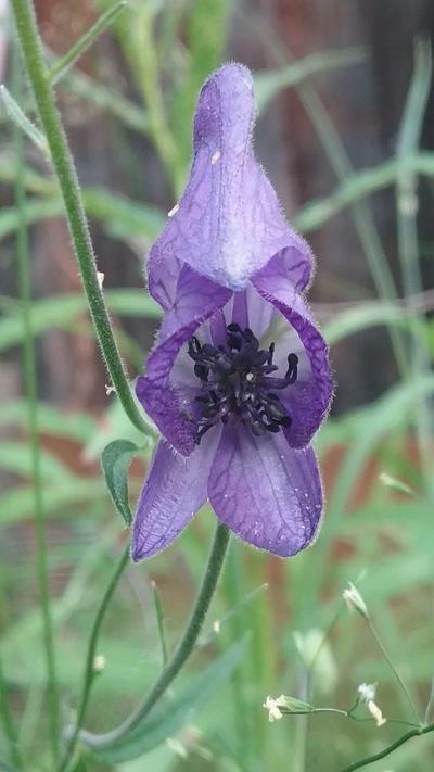 a monkshood flower