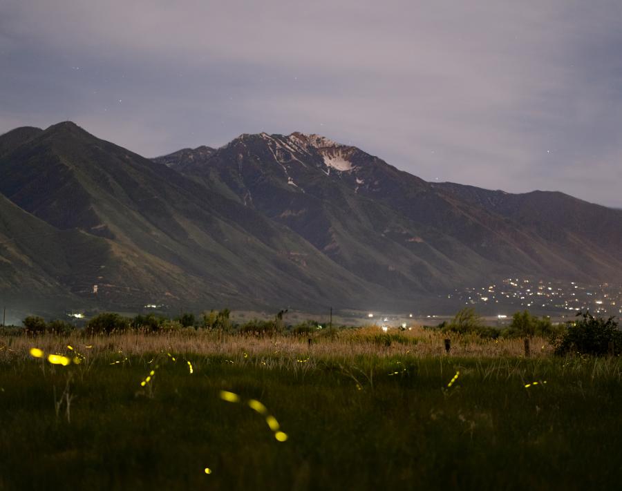 Fireflies with Mount Nebo in the background