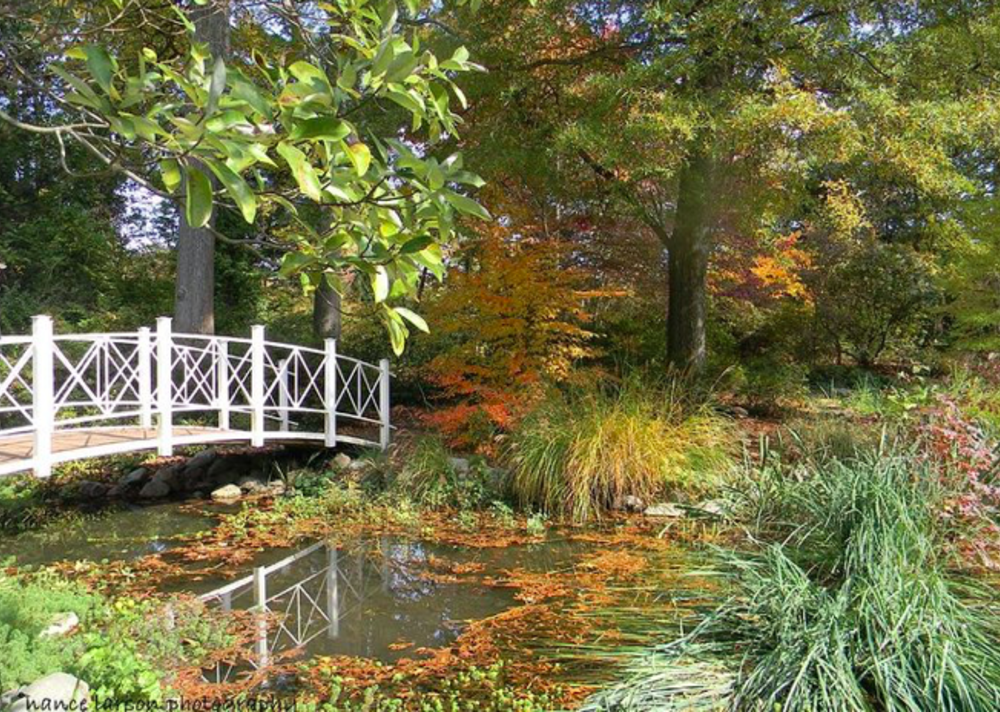 A bridge in sayen gardens surrounded by fall leaves