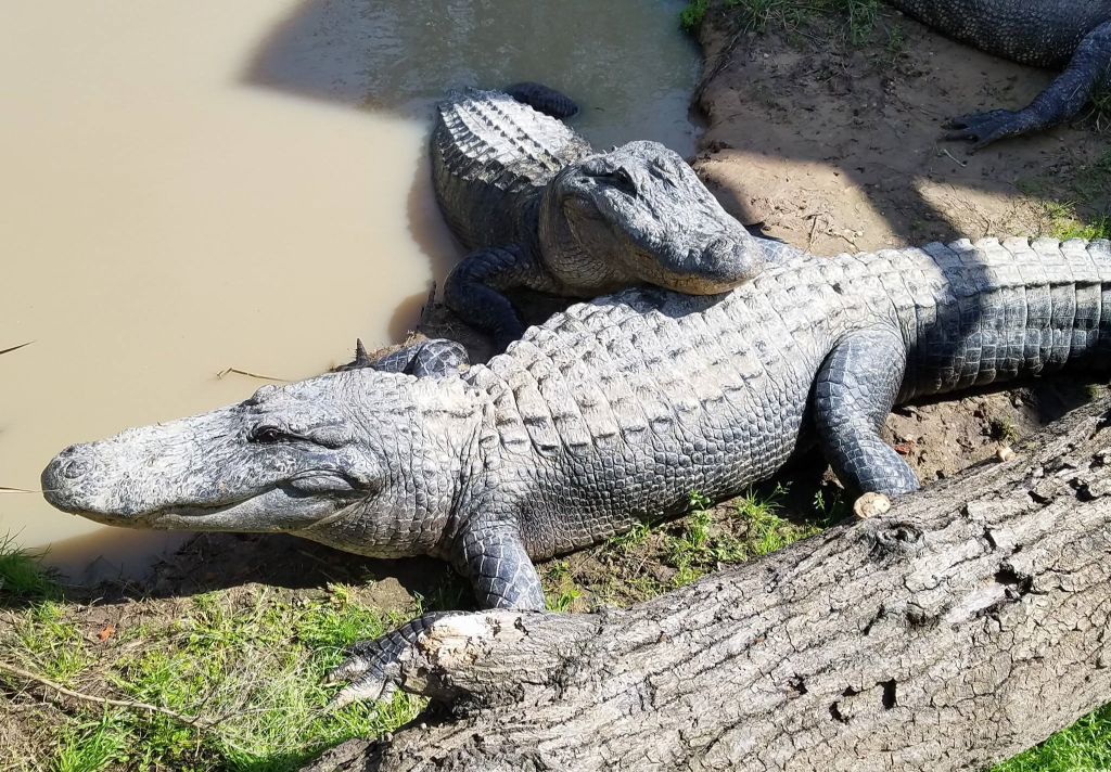 Two gators