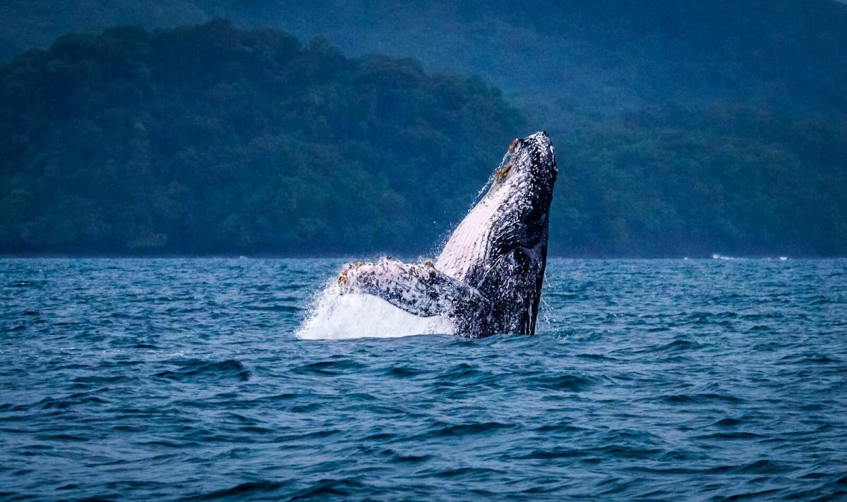 Humpback Whale breaching on Pacific Ocean