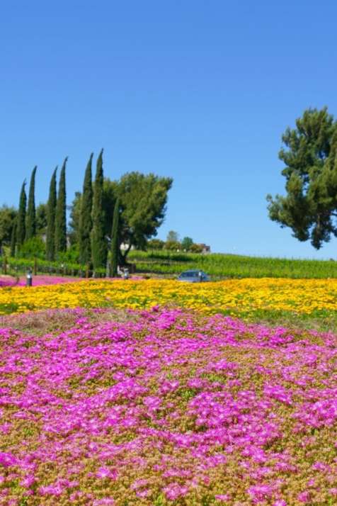 Spring in Temecula Valley