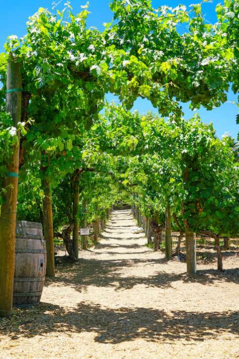 Wilson Creek Winery Vineyards
