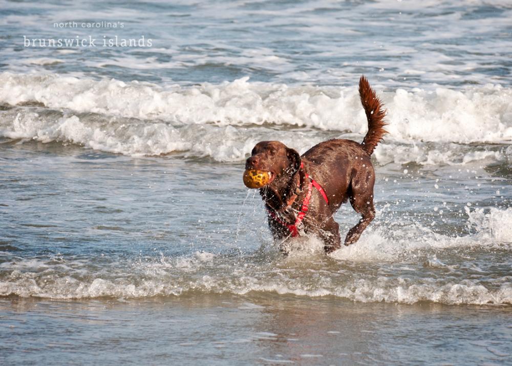 wm dog on Oak Island