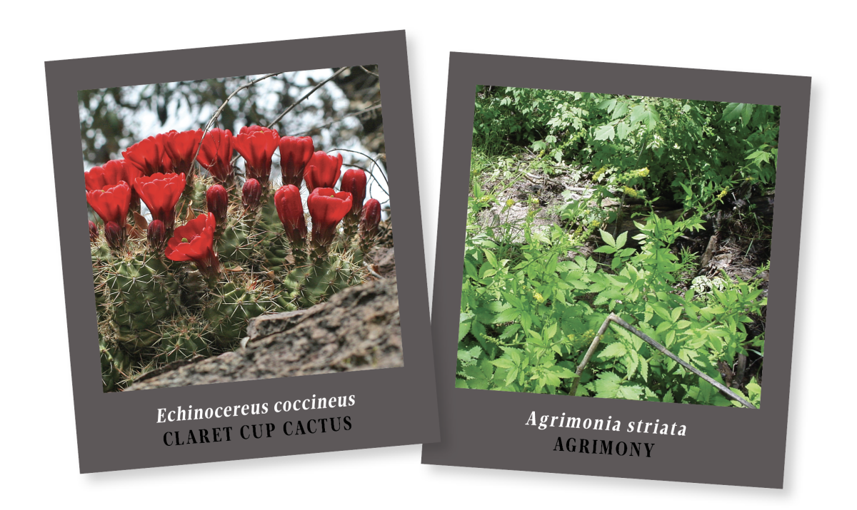 Claret Cup Cactus & Agrimony