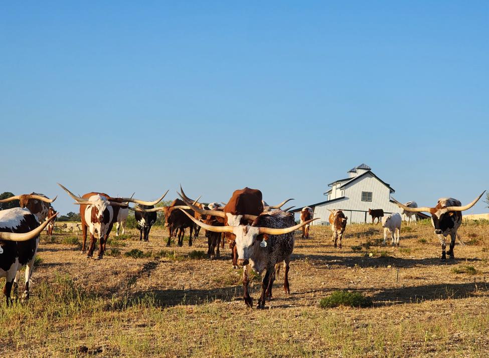 Longhorns on the Ranch