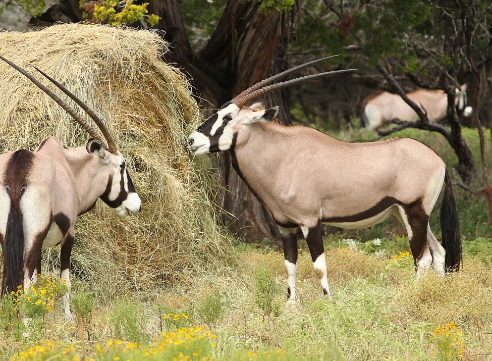 Fossil Rim Wildlife Center