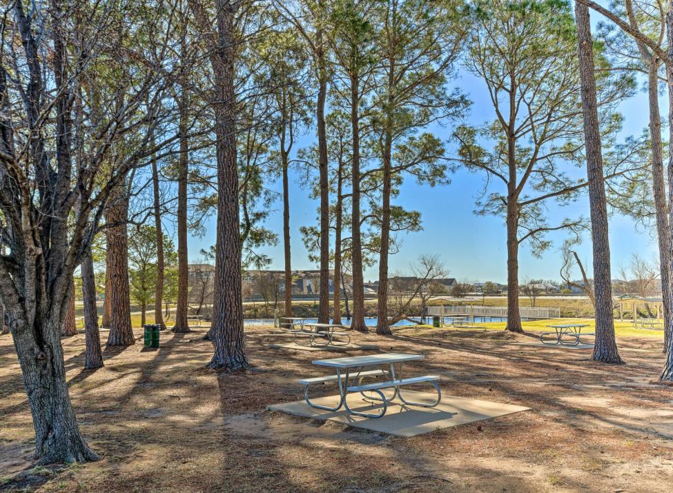 Beautiful pines at Hewlett Park!